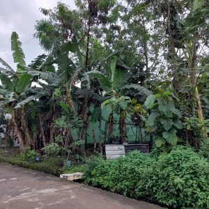 Tanah SHMP di Banguntapan Dekat Kotagede Jogja