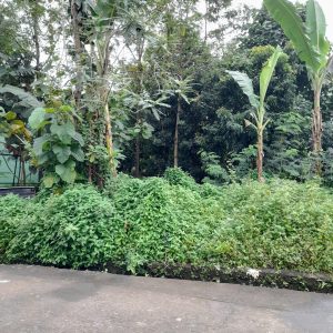 Tanah SHMP di Banguntapan Dekat Kotagede Jogja