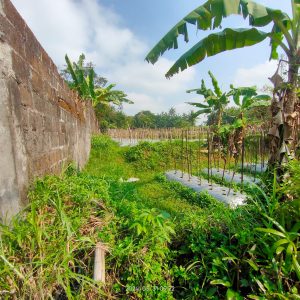 WhatsApp Image 2024-06-03 at 09.31